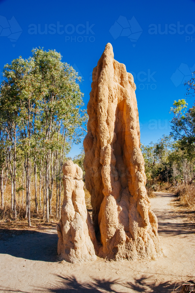 Termite mound in Litchfield National Park near Darwin in the Northern Territory, Australia - Australian Stock Image