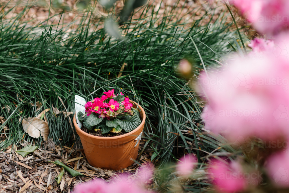 Terracotta pot with primrose flower on the ground with dry leaves. - Australian Stock Image