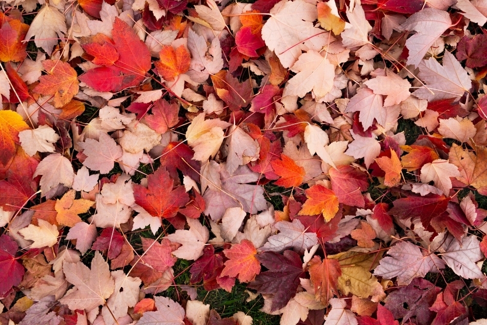 texture of red, orange and pink fallen autumn leaves - Australian Stock Image