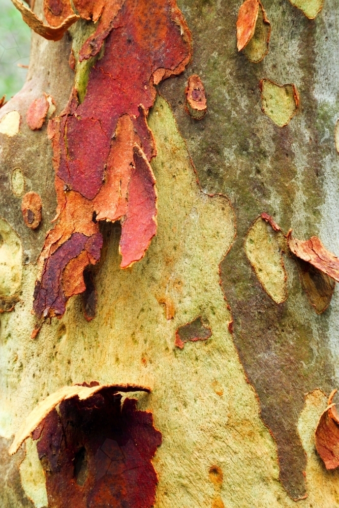 Texture, patterns, and colour of eucalyptus bark and tree trunk - Australian Stock Image