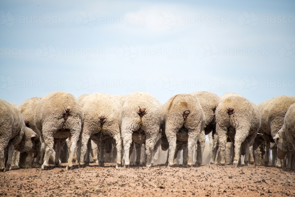 The back of a group of sheep showing their behinds. - Australian Stock Image