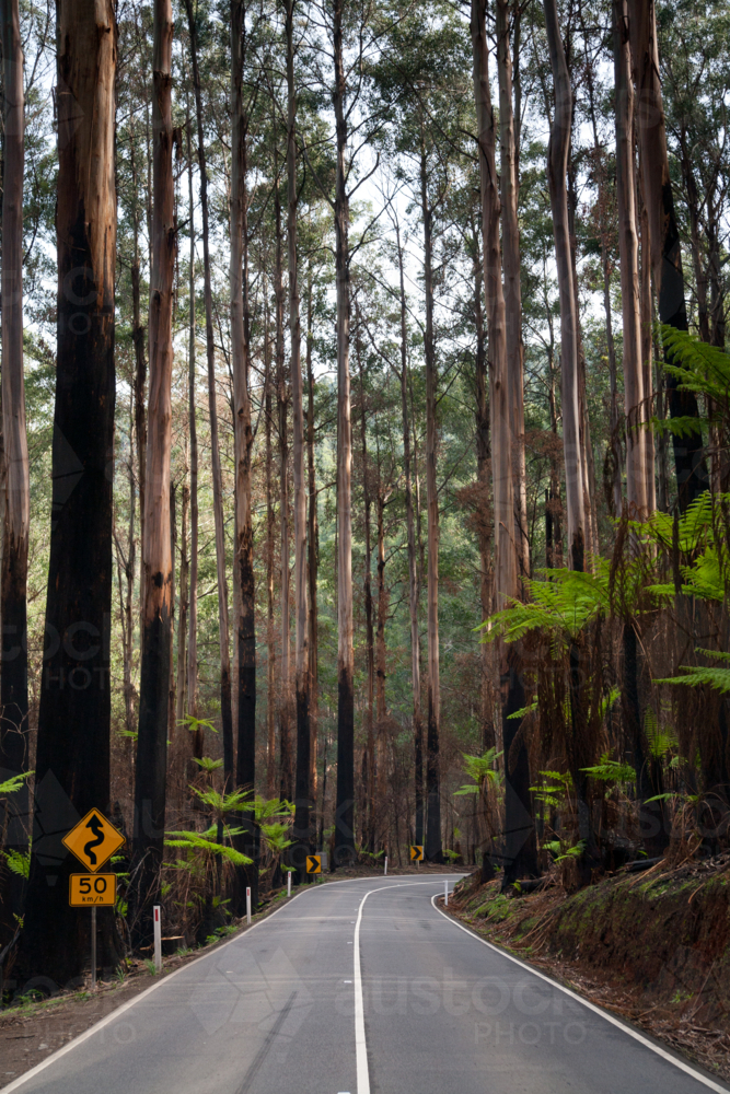 The Black Spur after Black Saturday bushfires near Healesville, Victoria, Australia - Australian Stock Image