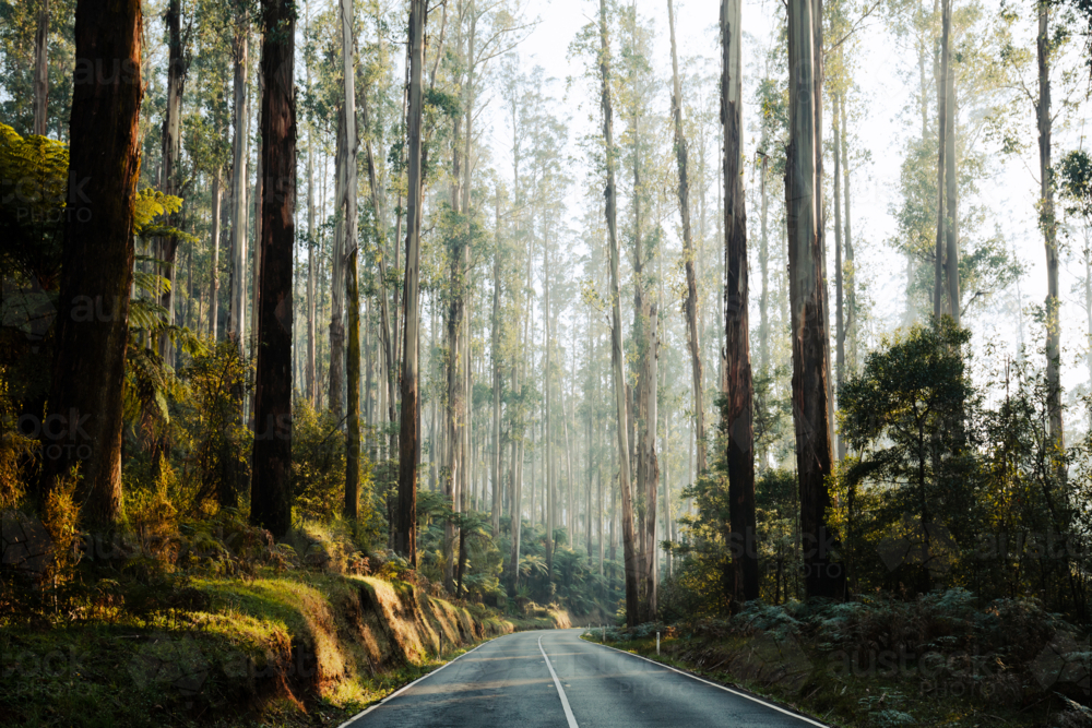 The Black Spur near Narbethong on a cool autumn morning in Victoria, Australia - Australian Stock Image