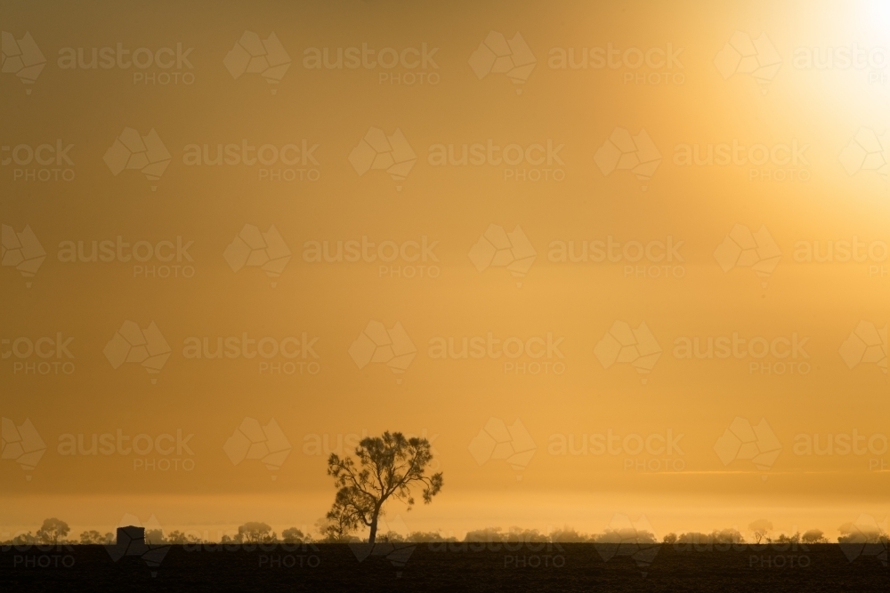 The early morning sun on a tree silhouette on a foggy morning - Australian Stock Image