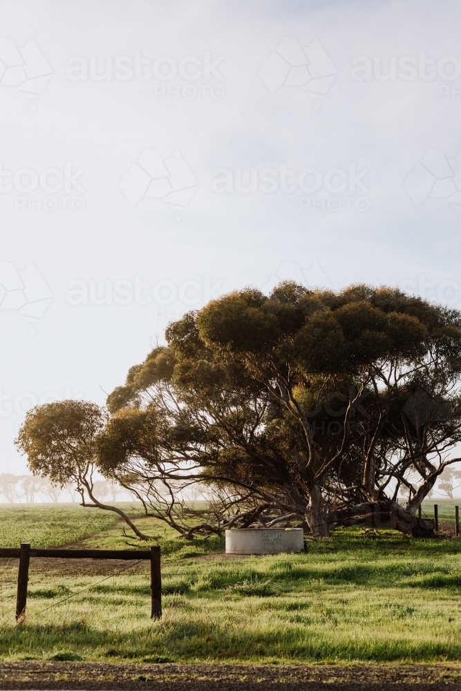 The Edge of the Farm - Australian Stock Image