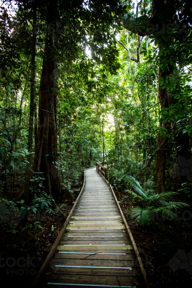 The famous Jindalba Boardwalk thru ancient rainforest in the Daintree region of Queensland - Australian Stock Image