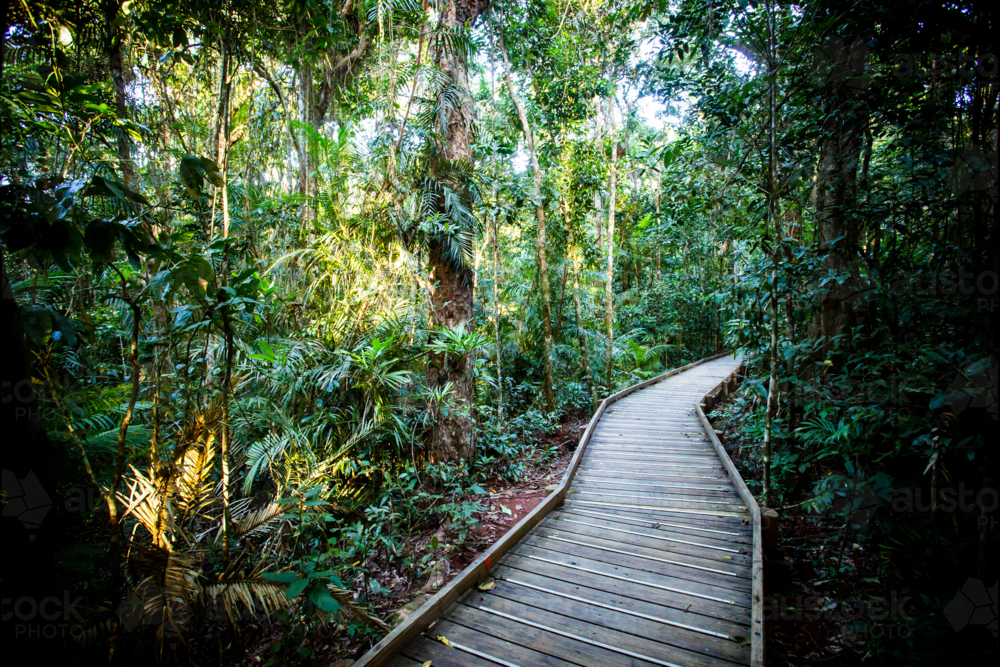 The famous Jindalba Boardwalk thru ancient rainforest in the Daintree region of Queensland - Australian Stock Image