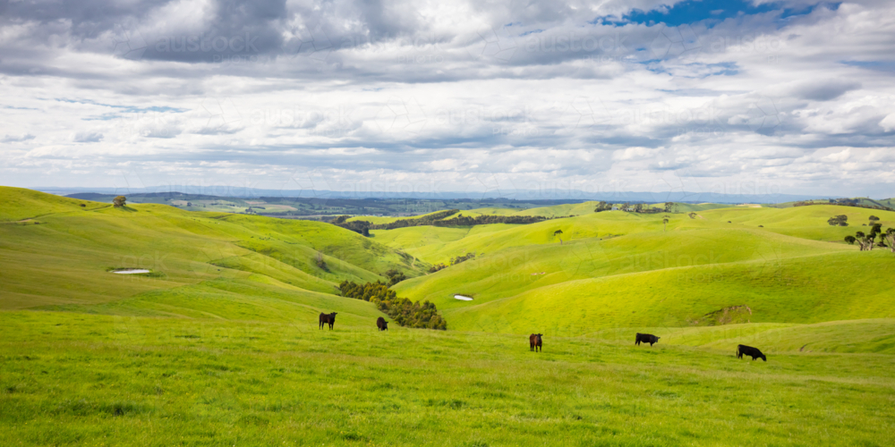 The iconic Strzelecki Ranges near the town of Loch on the Bass Coast in Victoria, Australia - Australian Stock Image