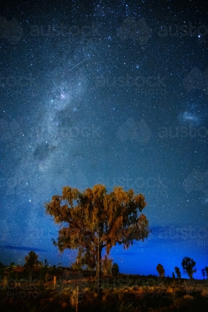 The Milky Way with a desert oak in the foreground - Australian Stock Image