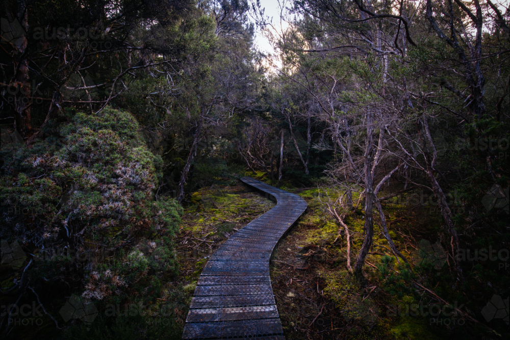 The popular Enchanted Walk and landscape on a cool spring afternoon in Cradle Mountain. - Australian Stock Image