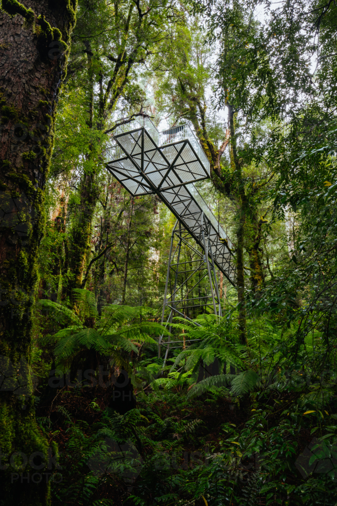 The public Rainforest Gallery on the slopes of Mt Donna Buang near Warburton Victoria - Australian Stock Image