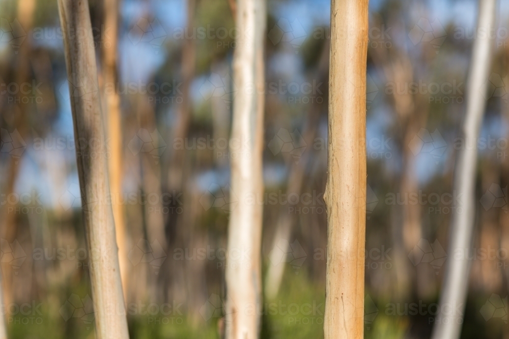 The smooth trunks of young gimlet trees in woodland - Australian Stock Image