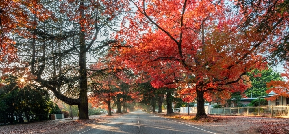 The street road leading into the distance through the autumn trees on either side of the road - Australian Stock Image