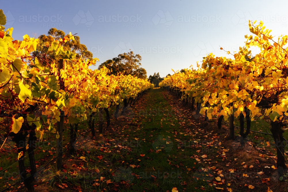 The sun sets over recently a vineyard in Seville, Yarra Valley, Victoria, Australia - Australian Stock Image