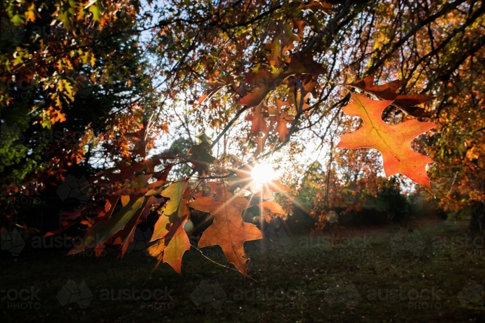 The sun shining through the the autumn leaves - Australian Stock Image