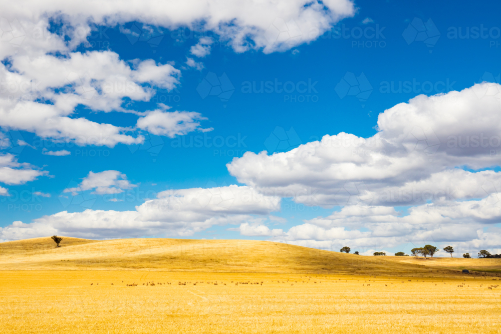 The vast expanse of farm fields in the Moolort Plains near the old township of Maldon - Australian Stock Image