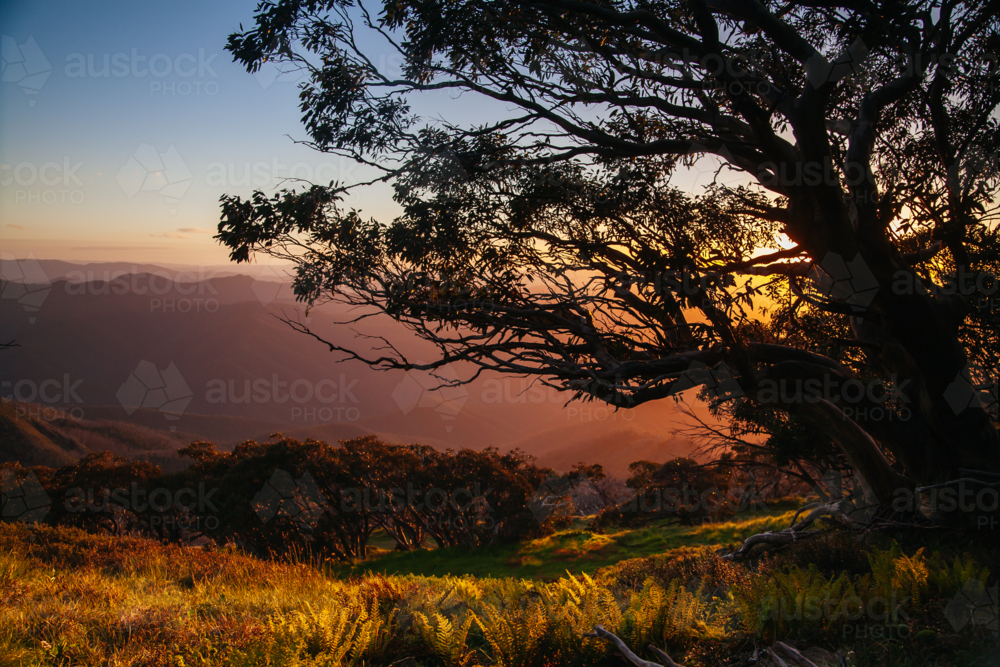 The view at sunset from the summit of Mt Buller over Little Buller Spur in Victorian High Country - Australian Stock Image