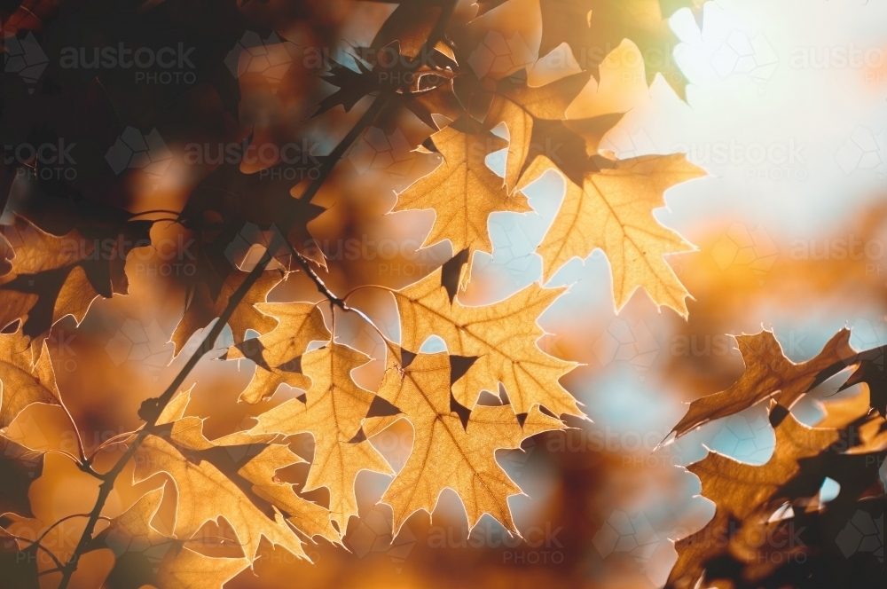 The warm, golden light of the autumn sun illuminates a tree showcasing brown seasonal leaves - Australian Stock Image