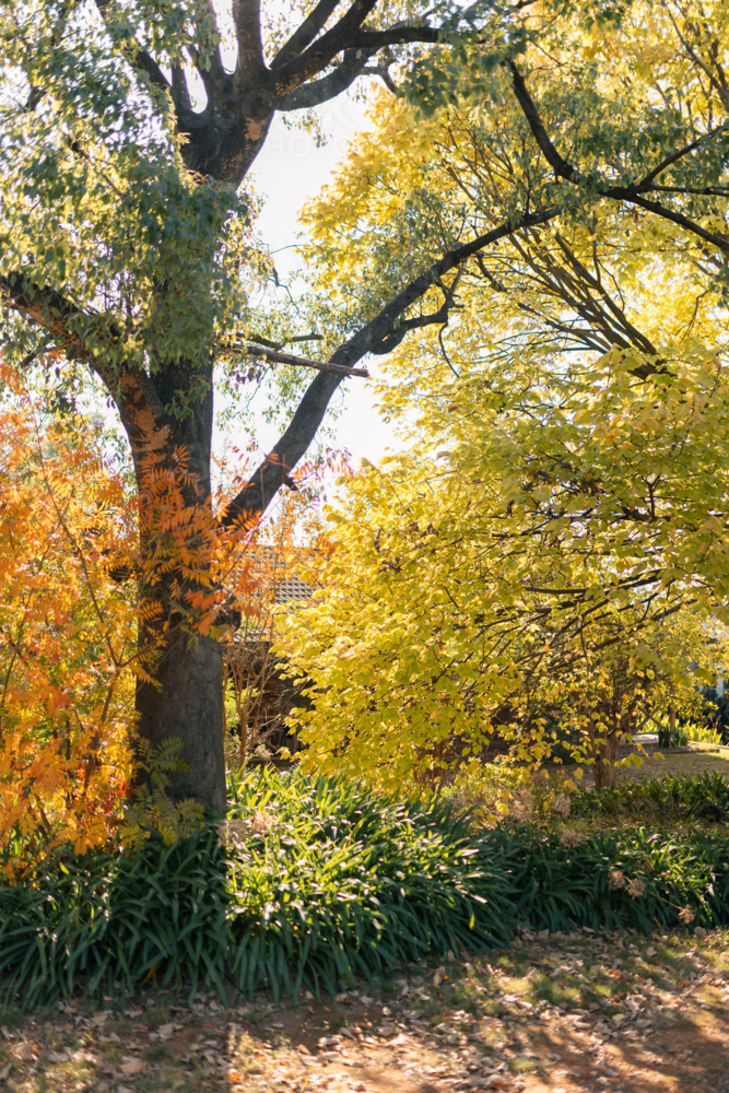 Thick tree trunk surrounded by vibrant autumn foliage casting morning shadows - Australian Stock Image