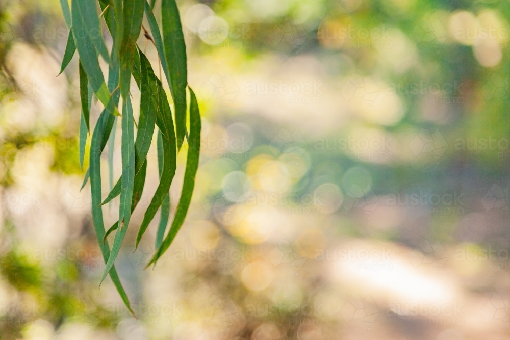 Thin silver blue gum leaves hanging from tree - Australian Stock Image