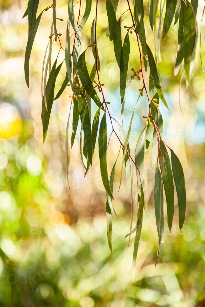 Thin silver blue gum leaves hanging from tree - Australian Stock Image