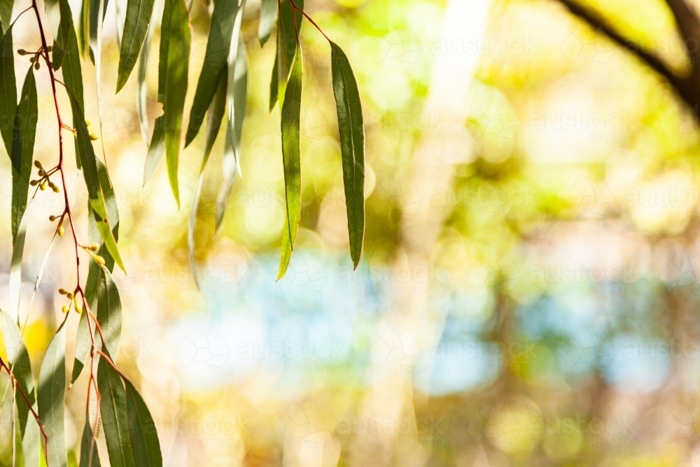 Thin silver blue gum leaves hanging from tree - Australian Stock Image