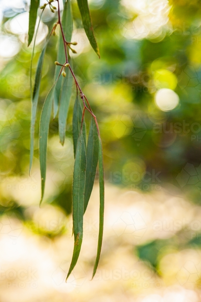 Thin silver blue gum leaves hanging from tree - Australian Stock Image