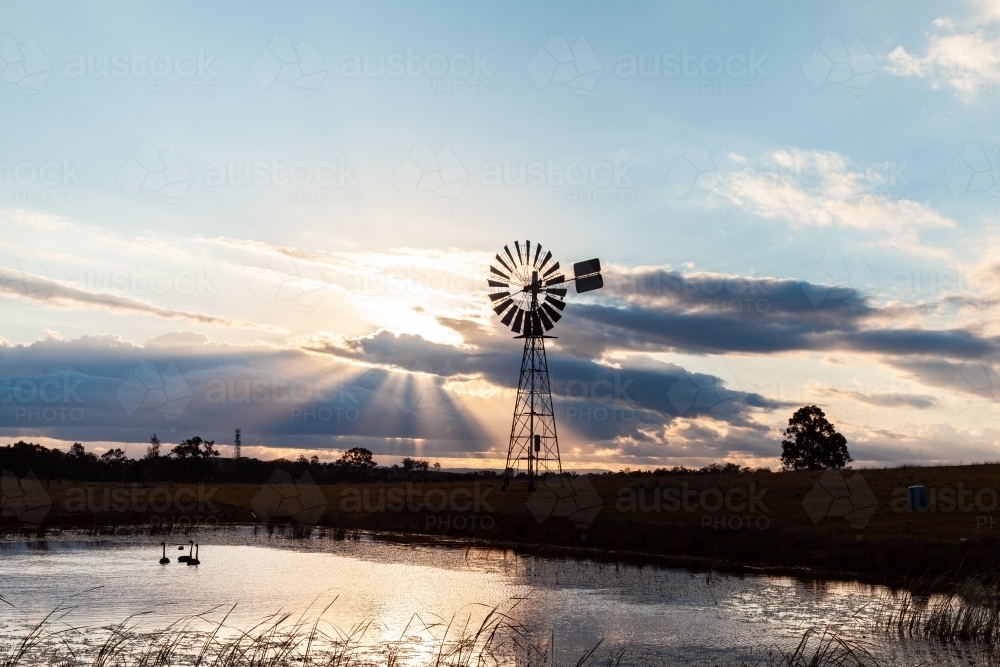 Three black swans on farm dam with silhouetted windmill - Australian Stock Image