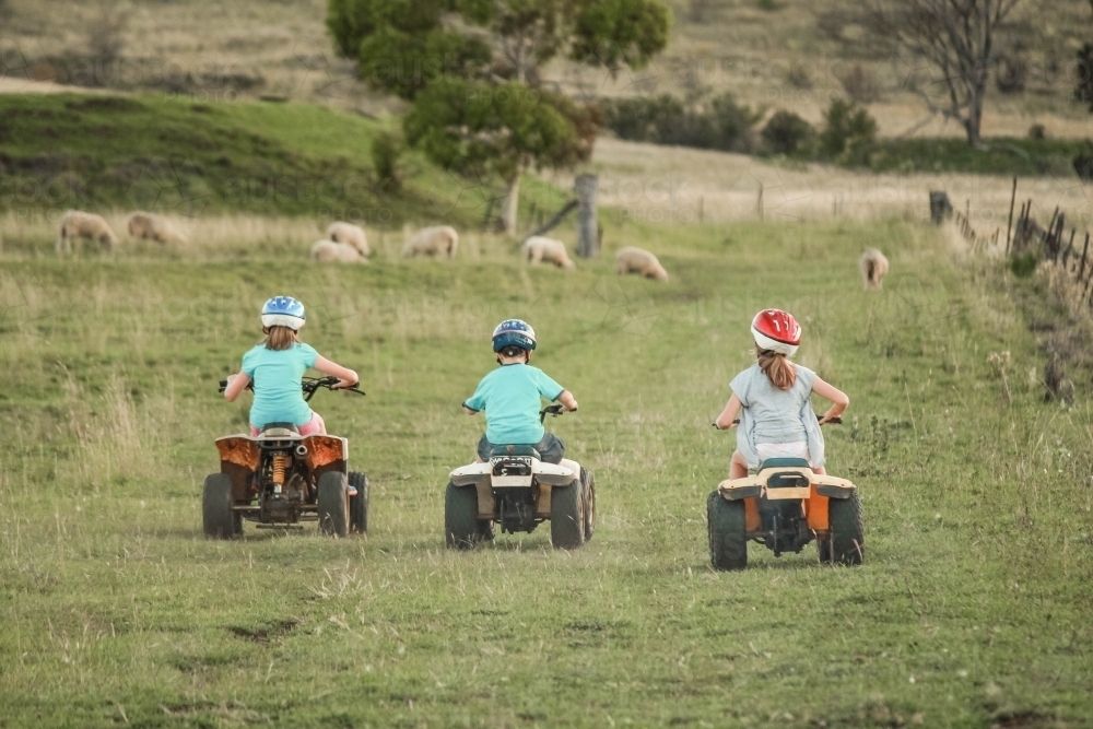 Three children riding quad bikes to round up sheep on farm - Australian Stock Image