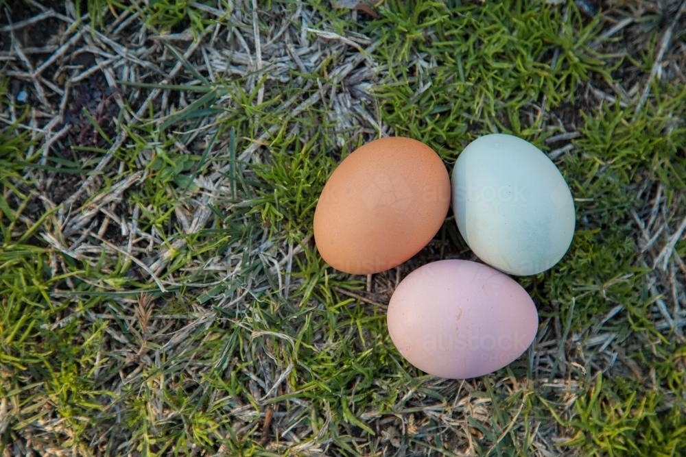 Three colourful eggs on the ground, brown, pink and blue - Australian Stock Image