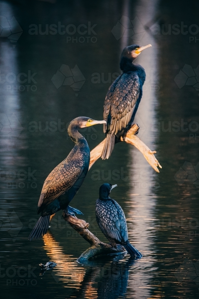 Three Cormorants perched on a tree in the water - Australian Stock Image