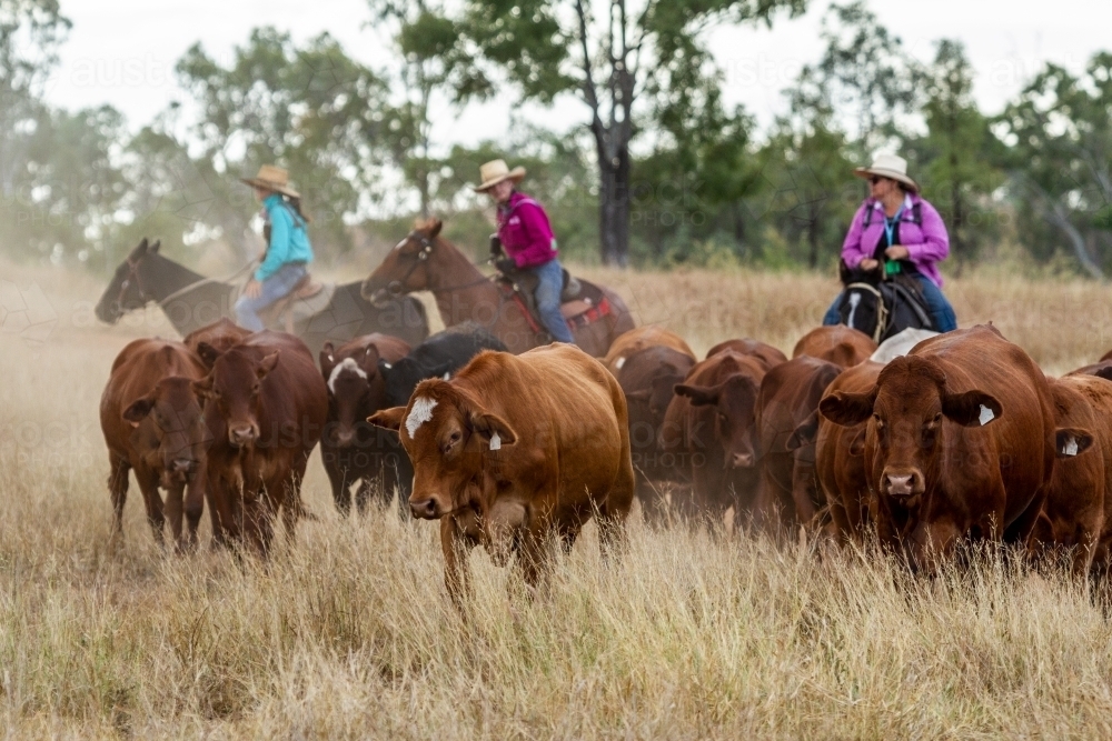 Three cowgirls on horses, mustering cattle. - Australian Stock Image