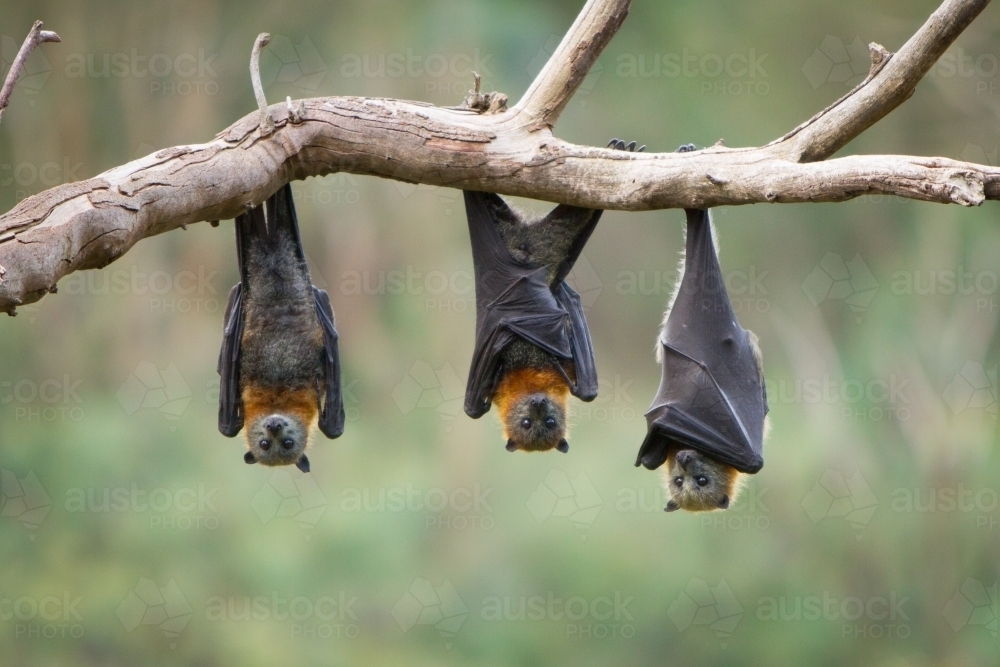 Three Flying Foxes Hanging in a Tree - Australian Stock Image