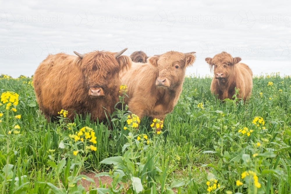 Three highland cows standing in paddock with yellow flowers - Australian Stock Image