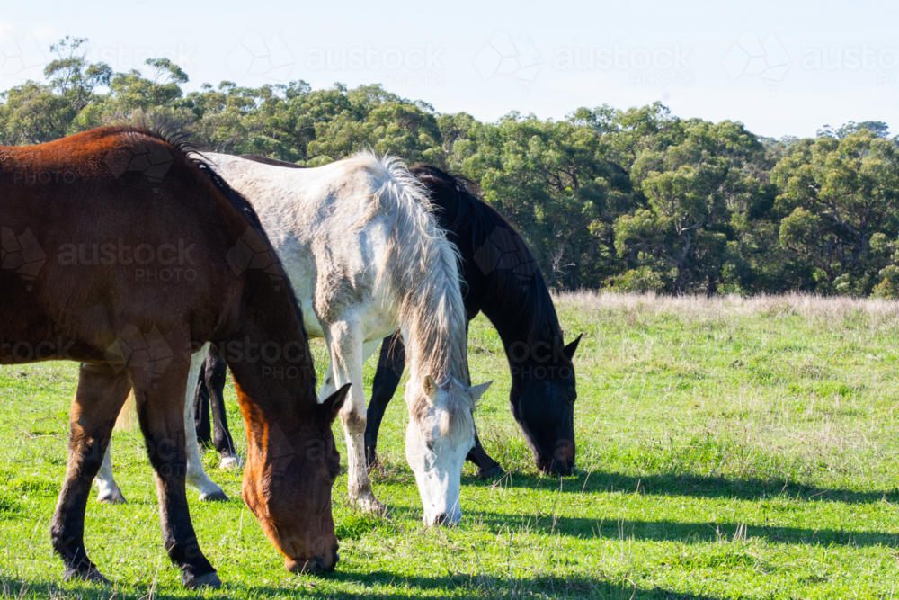 Three horses eating grass with bush in background - Australian Stock Image