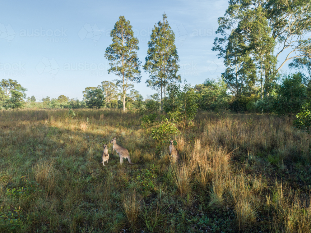 three kangaroos together in rural country paddock with grass and trees - Australian Stock Image