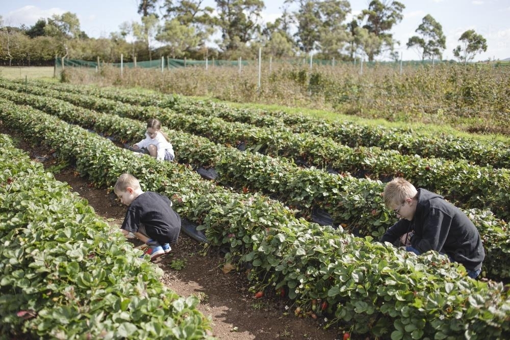 Three kids picking strawberries at a strawberry farm - Australian Stock Image