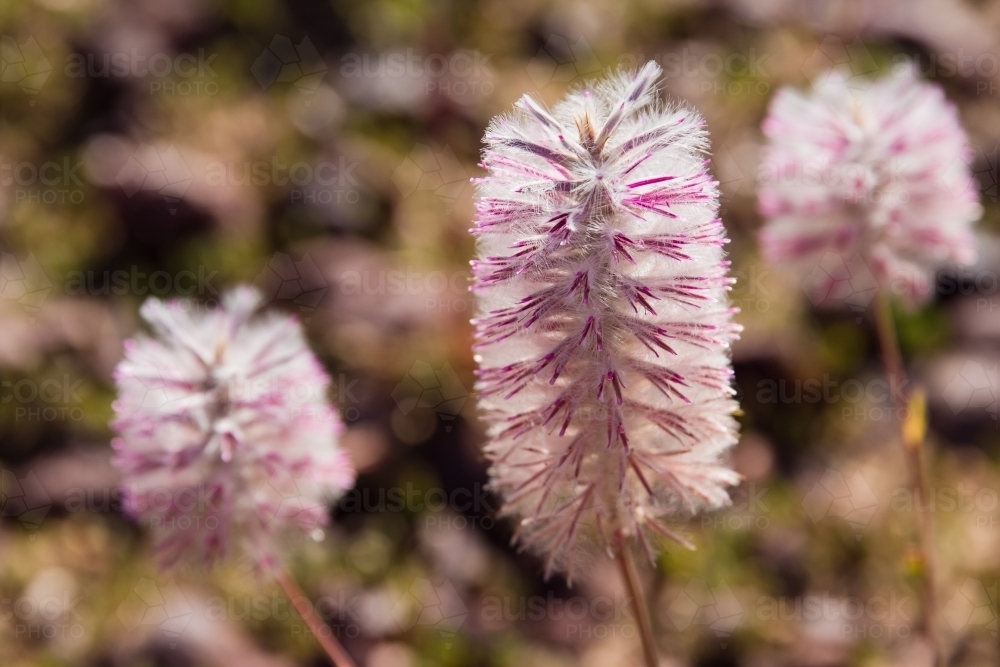 Three mulla-mulla wild flowers - Australian Stock Image