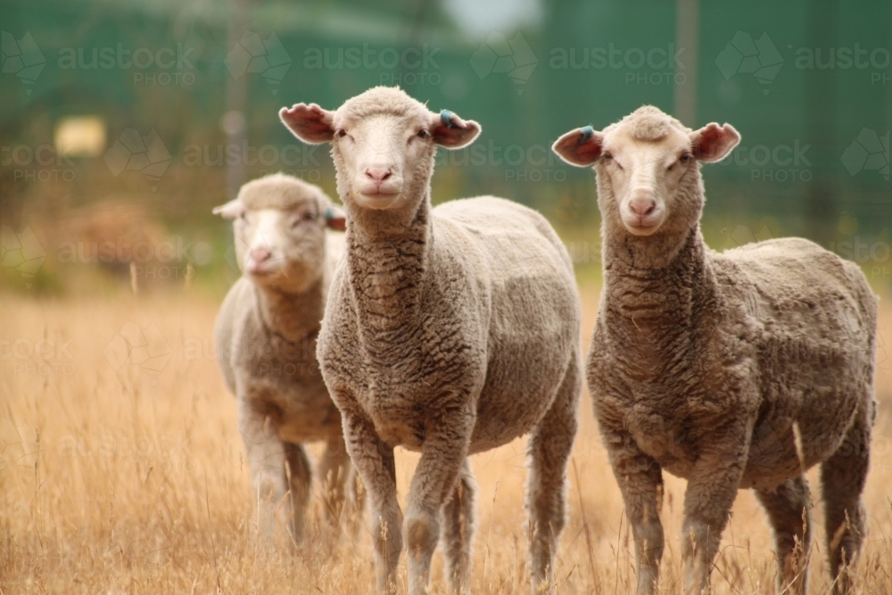 Three Sheep - Australian Stock Image