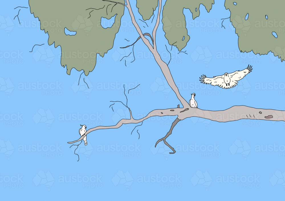 Three sulphur crested white cockatoos playing on high branch with green foliage and blue sky - Australian Stock Image