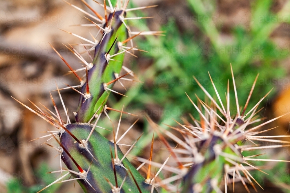 Tiger-pear, jointed cactus - Australian Stock Image