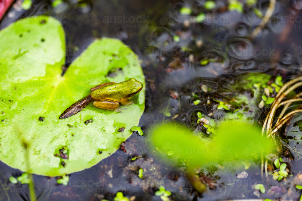 Tiny native frog with tadpole tail still attached sitting on Yellow Water Fringe Lily in pond - Australian Stock Image