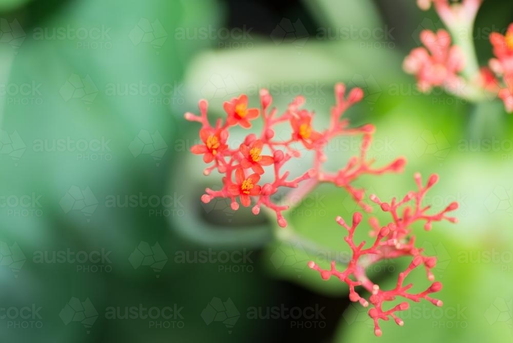 Tiny red flowers - Australian Stock Image