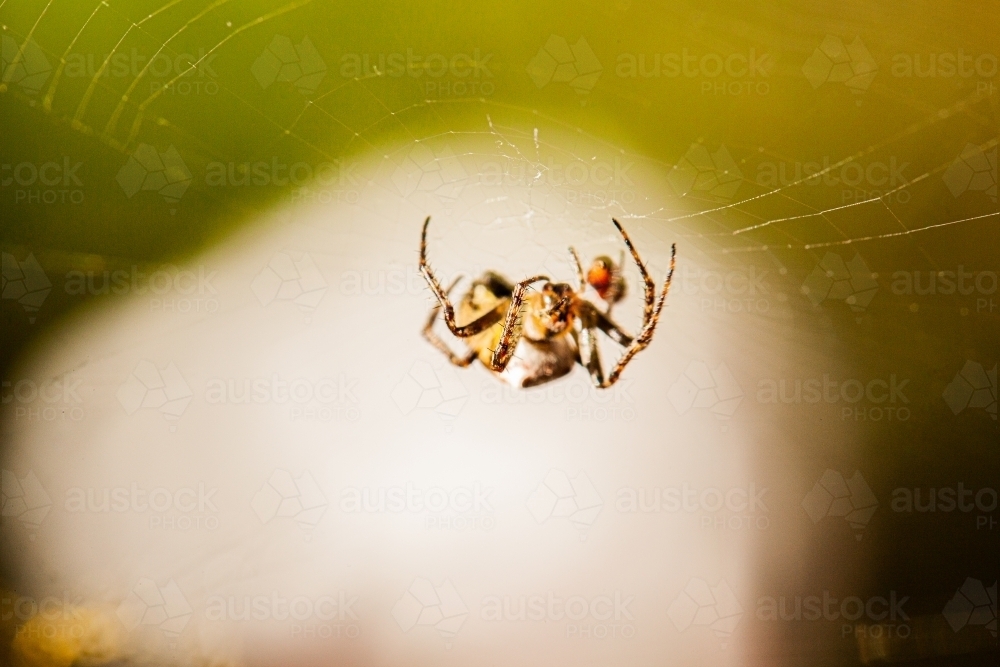 Tiny spider on web outside with fly caught for food - Australian Stock Image