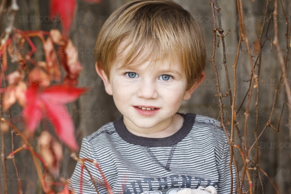 Toddler boy looking at camera with red leaves around - Australian Stock Image