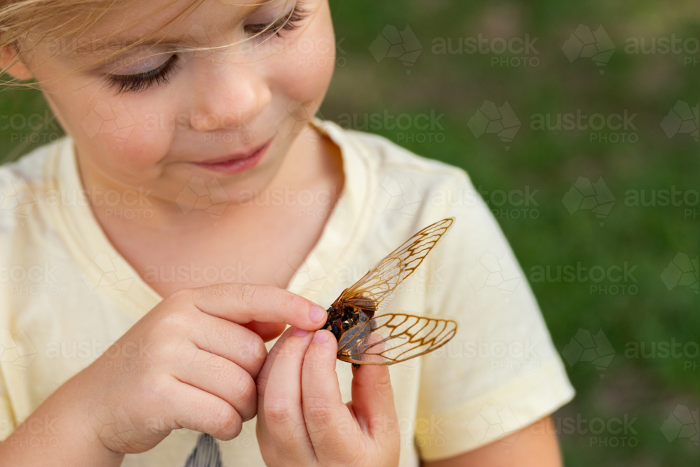 Toddler child out in nature holding dried out wings of cicada insect bug - Australian Stock Image