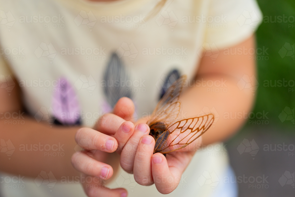 Toddler girl out in nature holding dried out wings of cicada insect bug - Australian Stock Image