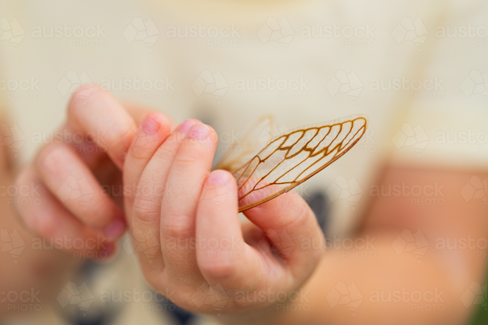 Toddler kid out in nature holding dried out wings of cicada insect bug - Australian Stock Image