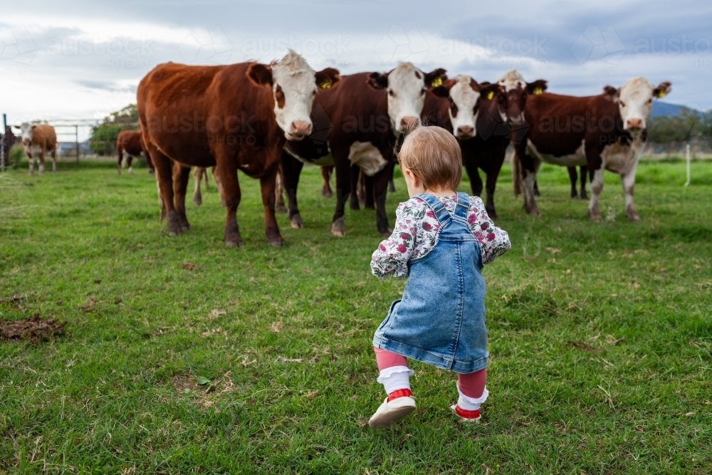 toddler on farm walking toward curious cattle in green paddock - Australian Stock Image