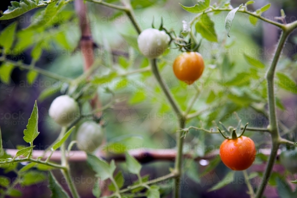 Tomatoes growing on vine - Australian Stock Image